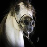 بفارق رأس.. الحصان سانتياغو بطل سباق سوق دبي الحرة في إيرلندا