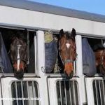 15 صورة عن مواصفات "مقطورات" نقل الخيول لأماكن السباق
