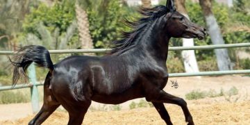 صفات للخيول العربية الأصيلة