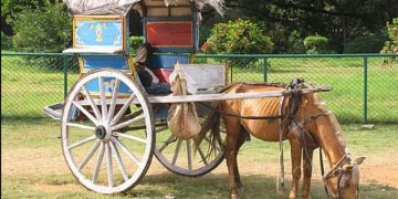 عربات الخيول في الهند