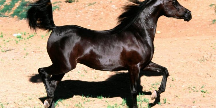 الخيل الادهم