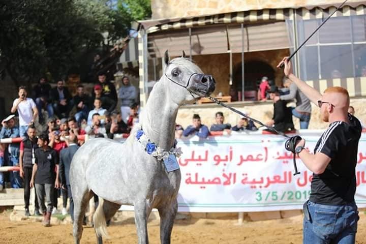 بالفيديو والصور.. رحلة الفحل المصري "لهيف أي أي" من فلسطين إلى إيطاليا