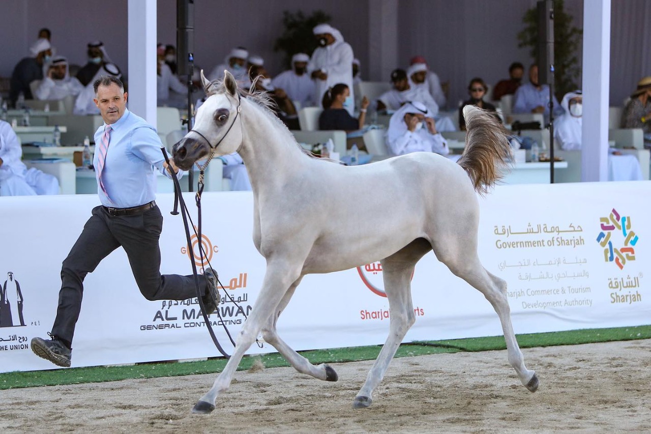 بالصور.. أجمل الخيول المشاركة في مهرجان شارقة كلباء الثاني للجواد العربي