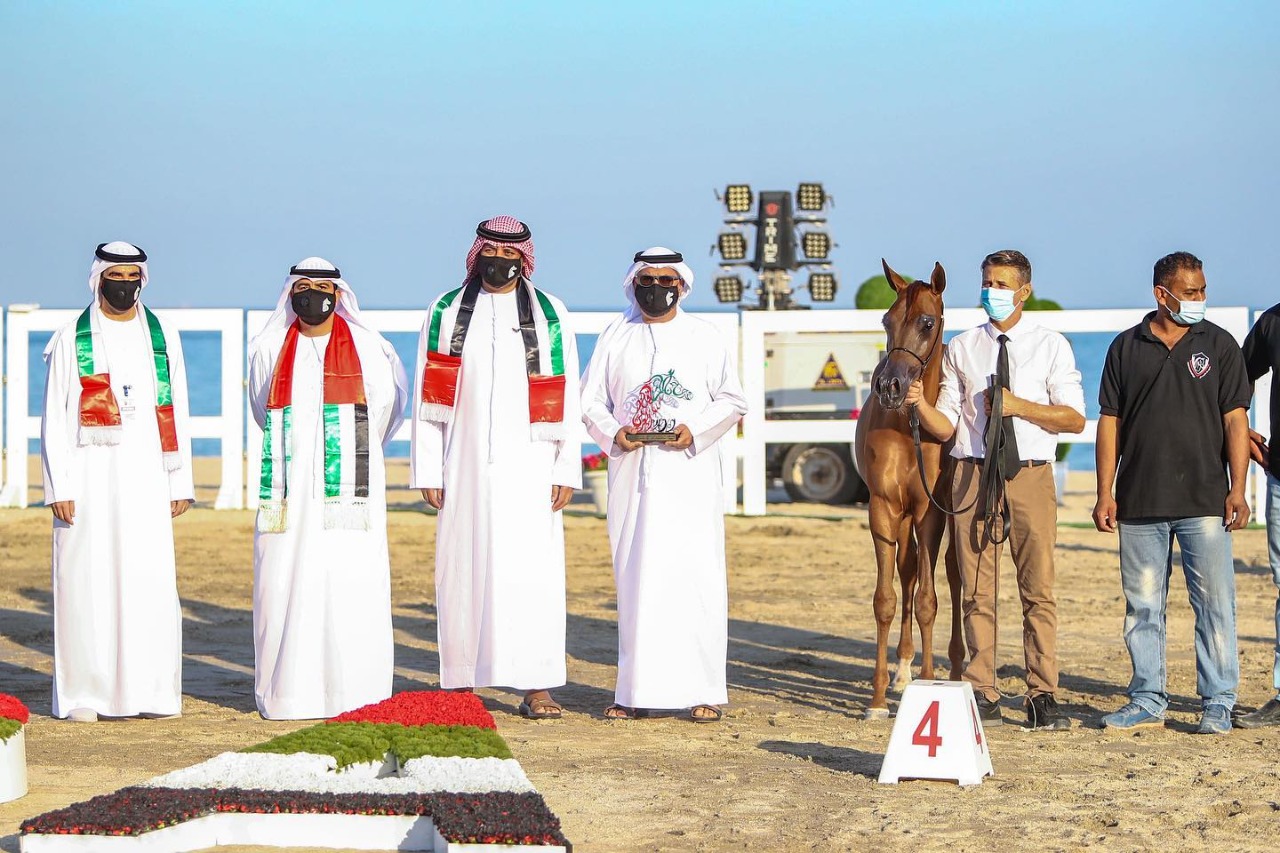 بالصور.. أجمل الخيول المشاركة في مهرجان شارقة كلباء الثاني للجواد العربي