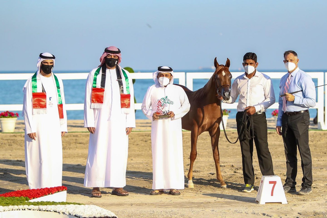 بالصور.. أجمل الخيول المشاركة في مهرجان شارقة كلباء الثاني للجواد العربي