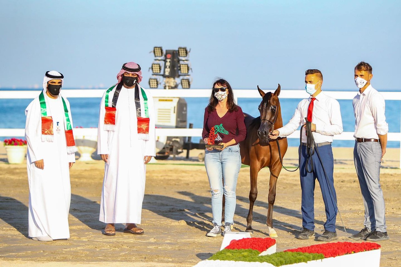 بالصور.. أجمل الخيول المشاركة في مهرجان شارقة كلباء الثاني للجواد العربي