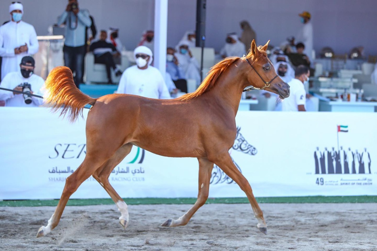 بالصور.. أجمل الخيول المشاركة في مهرجان شارقة كلباء الثاني للجواد العربي