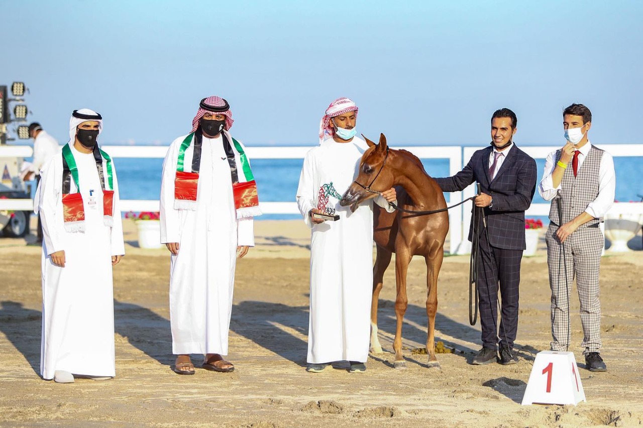 بالصور.. أجمل الخيول المشاركة في مهرجان شارقة كلباء الثاني للجواد العربي