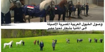 خيول مصرية خالصة تصل لألمانيا