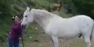 الحصان