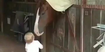 طفلة ترحب بالخيول