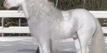 حصان أبيض ضخم