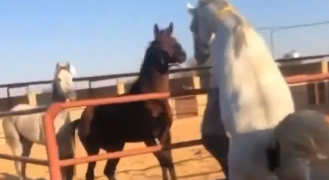 حصان يهاجم عامل