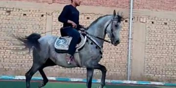 حصان من أب عربي للبيع