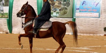 مهرجان الشرقية للخيول العربية - صورة أرشيفية-