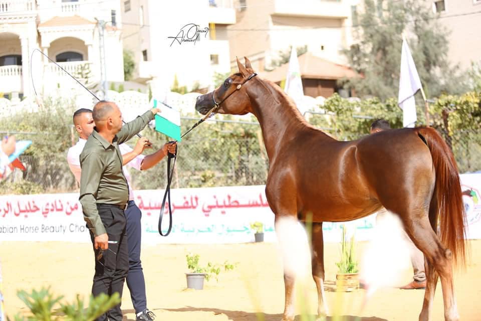 تعرف على موعد بطولة نادي خليل الرحمن بفلسطين