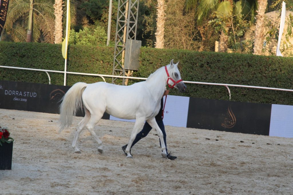 لقطات من بطولة النخبة لجمال الخيول العربية الأصيلة في نسختها الأولى