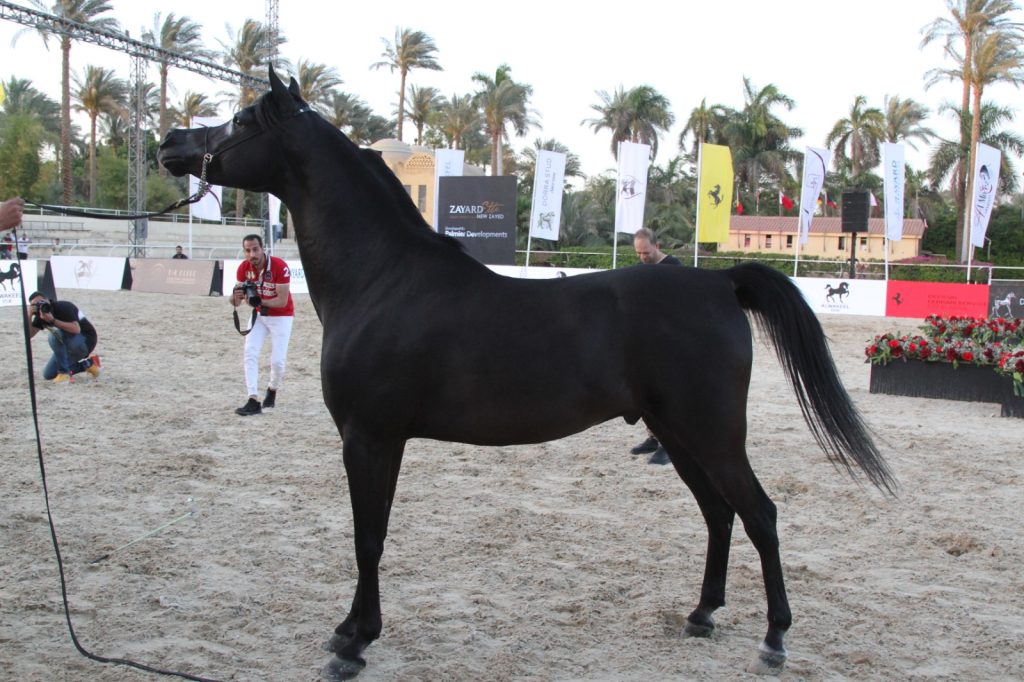 لقطات من بطولة النخبة لجمال الخيول العربية الأصيلة في نسختها الأولى