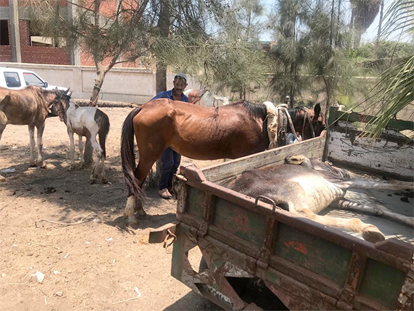 قافلة بيطرية بكفر الشيخ تعالج 103 من الخيول