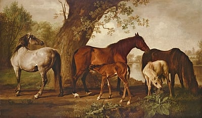 «رسام الخيل» من هو جورج ستابس عاشق رسم الحصان في القرن الثامن عشر