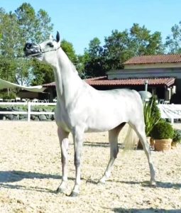 "دي جورية" تهدي مربط دبي ذهبية بطولة «إيليمينتا» لجمال الخيول