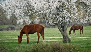 مكملات غذائية لمواجهة نقص الفيتامينات لدى الخيول المسنة