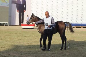 صور.. النتائج النهائية للمهرات أقل من سنة بمهرجان الشرقية للخيول