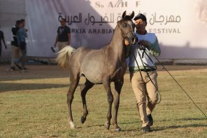 صور.. النتائج النهائية للمهرات أقل من سنة بمهرجان الشرقية للخيول