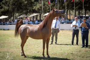 تعرف على نتائج بطولة الشرق الأوسط لجمال الخيول بالأردن