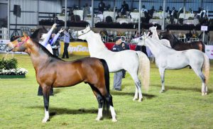 تضم 5 فئات.. تصنيفات " الإيكاهو" لبطولات جمال الخيول العربية الأصيلة