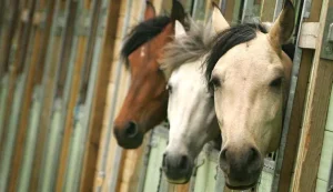 قدرات خارقة للخيول تمكنها من التمييز بين أحاسيس البشر
