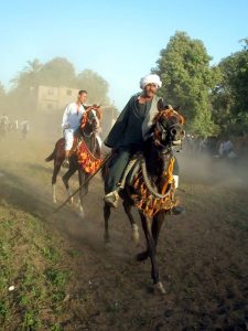 شاهد.. ملتقى الفرسان.. صابية الأقصر أشهر عروض الخيل في الصعيد