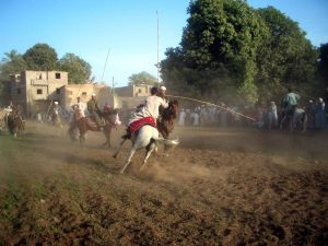 شاهد.. ملتقى الفرسان.. صابية الأقصر أشهر عروض الخيل في الصعيد