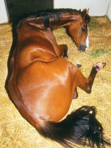 مغص الخيول.. الأنواع والأسباب وطرق العلاج