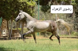 "رضوى " تكسر حاجز المليون ونصف في مزاد محطة الزهراء للخيول العربية