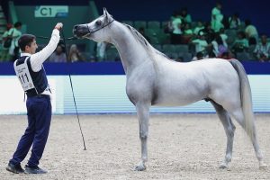 مربط دبي يحصد ذهبيتين في البطولة الدولية لجمال الخيول بالمغرب