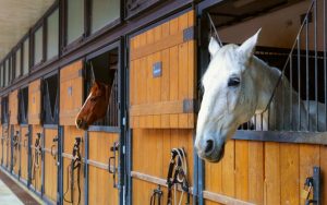 تأثير إغلاق الأبواب والنوافذ على صحة الخيول خلال فصل الشتاء