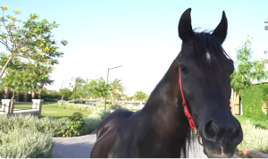 فيديو وصور.. «شهريار» شيخ الخيل.. حصان سلالة مصرية للبيع في الكويت بـ 104مليون دولار