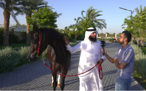 فيديو وصور.. «شهريار» شيخ الخيل.. حصان سلالة مصرية للبيع في الكويت بـ 104مليون دولار