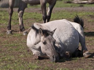 بيطري يكشف كيفية تفادى المغص فى الخيول الحوامل وإنقاذ الجنين