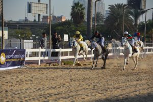 غدا.. انطلاق المحطة 12من كأس رئيس الدولة للخيول العربية في القاهرة 