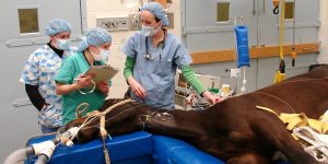 هل تشكل خطورة على حياة الحصان.. دراسة حول تخدير الخيول قبل العمليات الجراحية