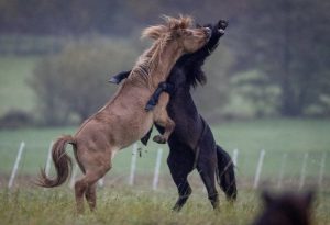 صور.. شاهد صراع خيول تتقاتل مع بعضها البعض بحوافرها