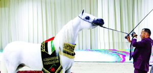انطلاق بطولة الإمارات الوطنية لجمال الخيول العربية