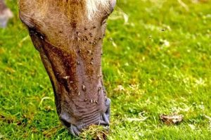 احذر.. حشرات تتسبب في أمراض خطيرة لخيولك أبرزها فقدان الوزن