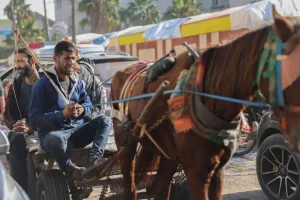 العدوان على غزة يصعد ببورصة الخيول.. ارتفاع سعر الحصان لـ 8 آلاف شيكل