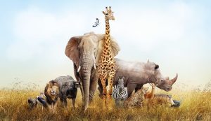 شاهد.. تجربة نادرة.. كويتي يوثق لرحلة سفاري بين الحيوانات البرية بإفريقيا على ظهر الخيل