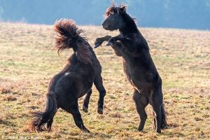 صور.. شاهد صراع خيول تتقاتل مع بعضها البعض بحوافرها