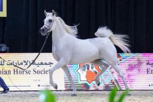 «ضيء السكب» تحقق أعلى معدل للنقاط ببطولة جمعية الإمارات للخيول العربية