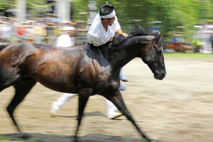 صور.. تعرف على أشهر 3 مهرجانات للخيول في اليابان